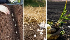 Kiedy sadzić czosnek wiosenny? Najlepiej pod koniec marca, ważne, aby nie za późno, bo nie wykształci korzeni. Fot. CanvaPro