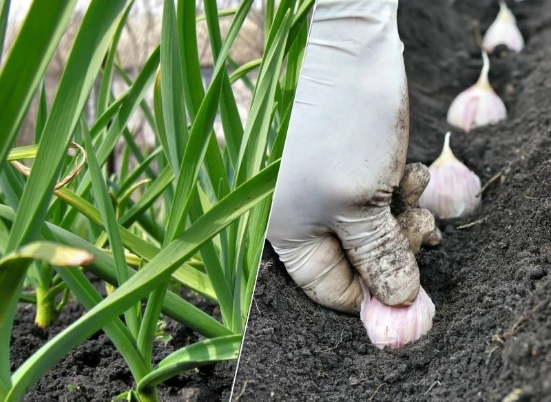 Po posadzeniu ząbków w podłożu, ziemię warto je solidnie ugnieść