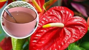 Domowa odżywka do anturium pobudza roślinę do kwitnienia.