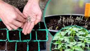 Jakie warzywa, kwiaty, zioła możemy posadzić w lutym? Na niektóre to już ostatni dzwonek.