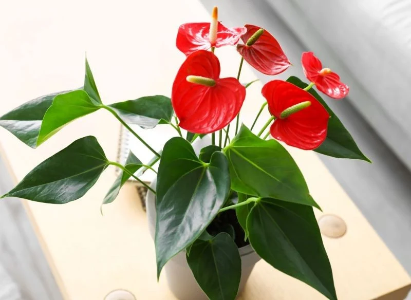 Kwiaty są najpiękniejszą ozdobą anturium