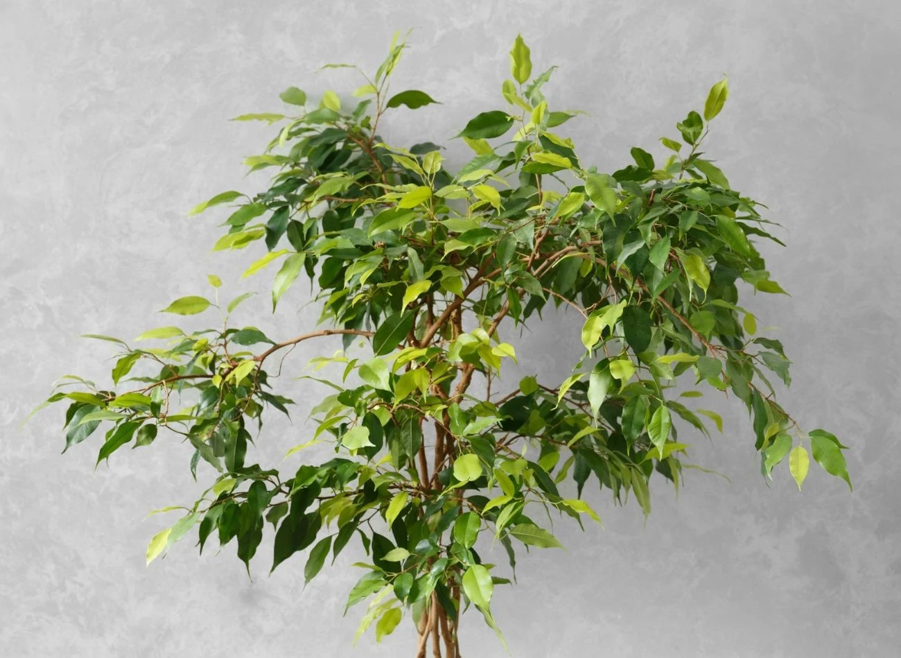 J eśli rozpoznasz szkodniki na fikusie, natychmiast odizoluj go od pozostałych roślin