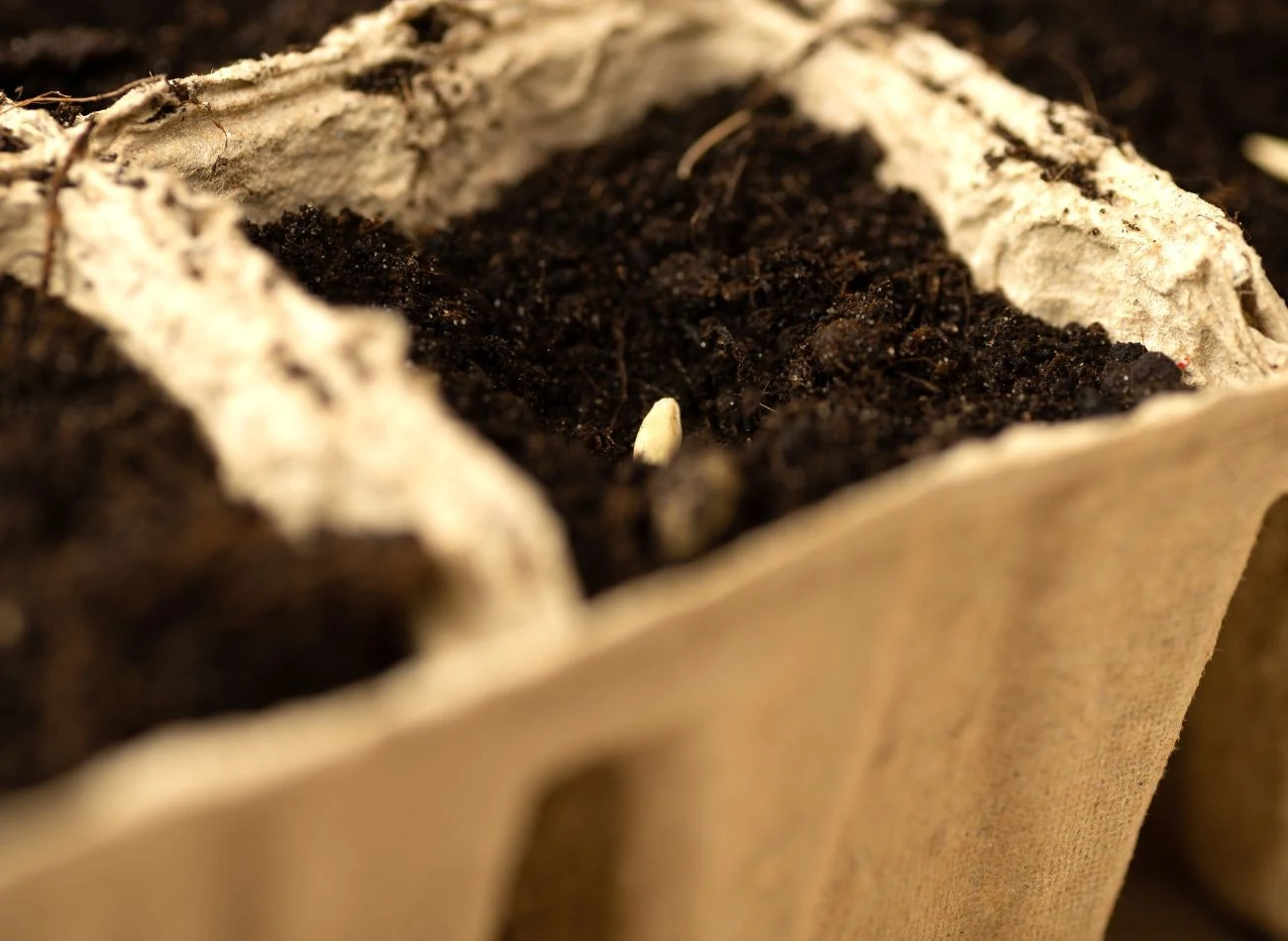 Wybór nasion na rozsady to kluczowa sprawa