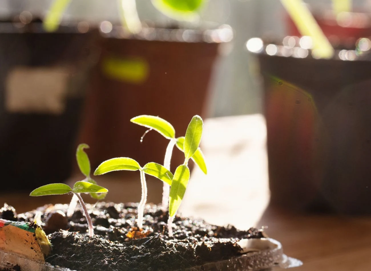 Odpowiednie przygotowanie rozsady to klucz do sukcesu w uprawie poszczególnych roślin