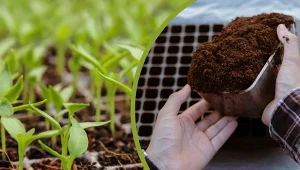 Przygotowujesz rozsadę warzyw? Sprawdź, co jest najważniejsze.