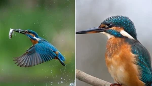 Zimorodek to jeden z najpiękniejszych ptaków, który występuje w Polsce.