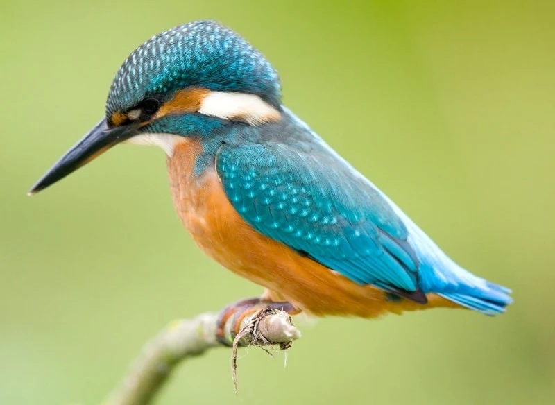 Zimorodki wyróżniają się charakterystycznym ubarwieniem