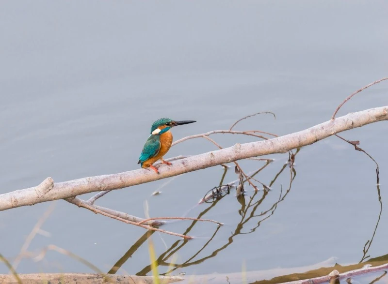 Zimorodki zasiedlają miejsca koło zbiorników wody