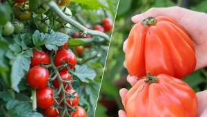 Niektóre odmiany pomidorów dojrzewają już na początku lata.