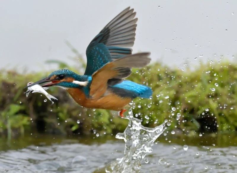 Głównym pokarmem zimorodków są ryby