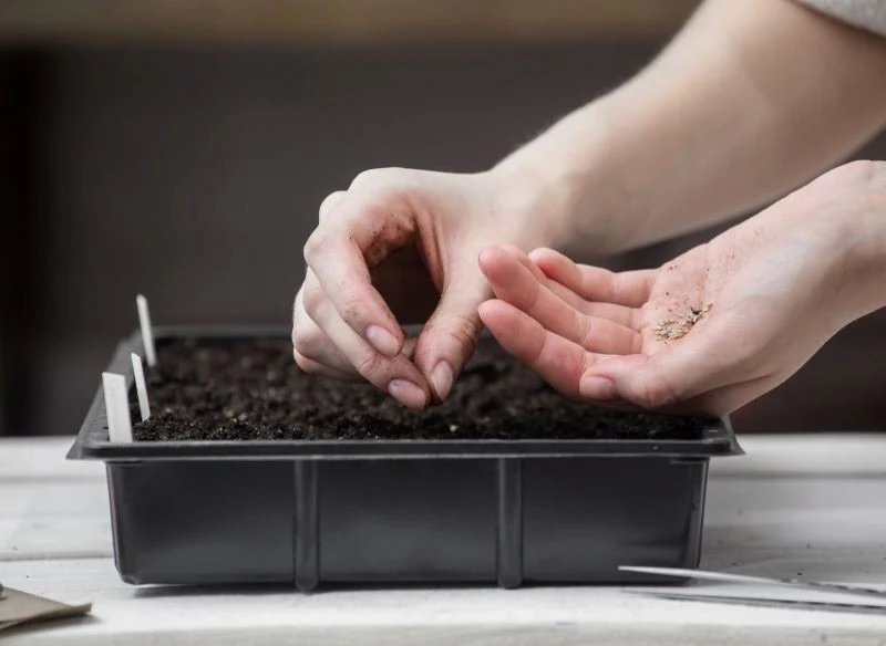 Siew pomidorów musi się odbyć we właściwym terminie