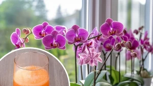 Najlepszym sposobem odżywienia storczyków są domowe nawozy.