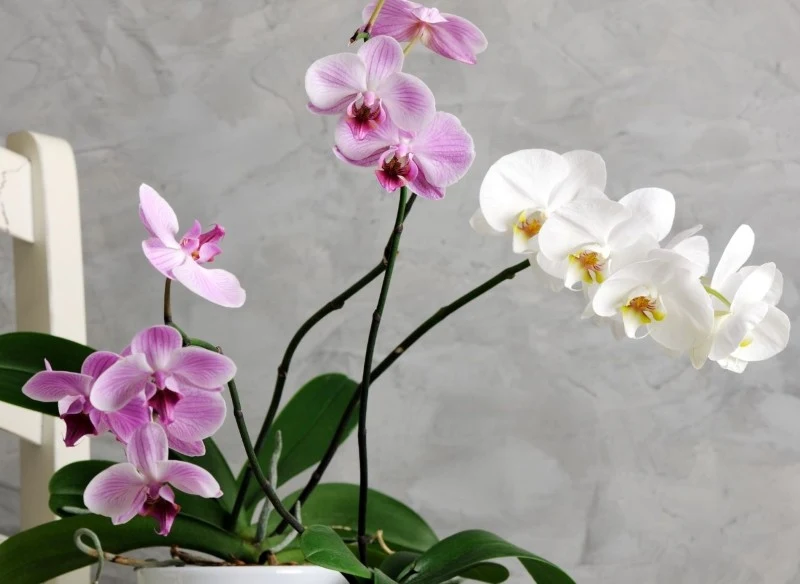 Aby storczyki kwitły i prawidłowo się rozwijały, należy nawozić je w odpowiednim momencie