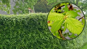 Grab pospolity jest coraz chętniej wybierany przez ogrodników na żywopłot.