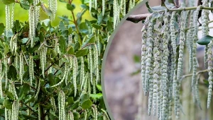 Garia (garrya elliptica), amerykańskie bazie, przypominają trochę nasze wierzby, ale lodowy pokaz, jaki szykują zimą jest bez porównania. Fot. CanvaPro