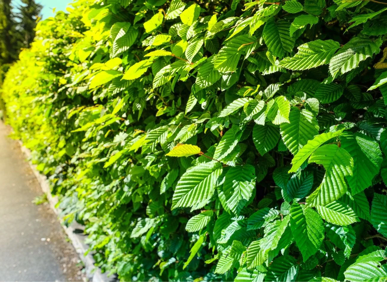 Żywopłot z grabu tworzy gęstą ścianę, która nie tylko estetycznie wygląda, ale i chronią przed okiem wścibskiego sąsiada