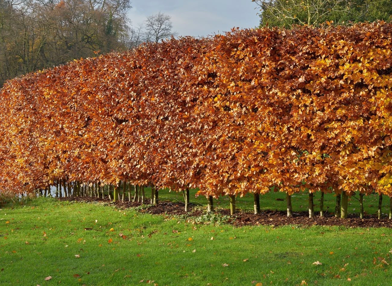Żywopłot z grabu zjawiskowo prezentuje się jesienią