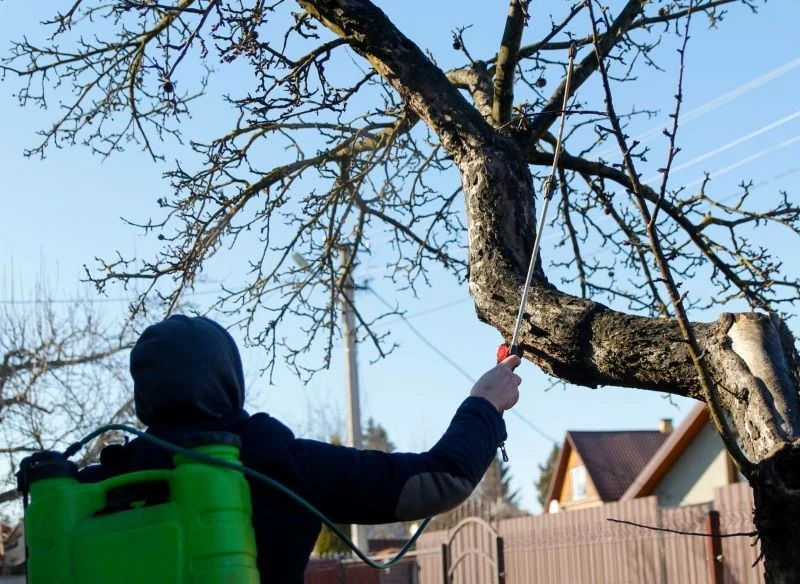 Opryski mogą uchronić drzewa przed przędziorkami