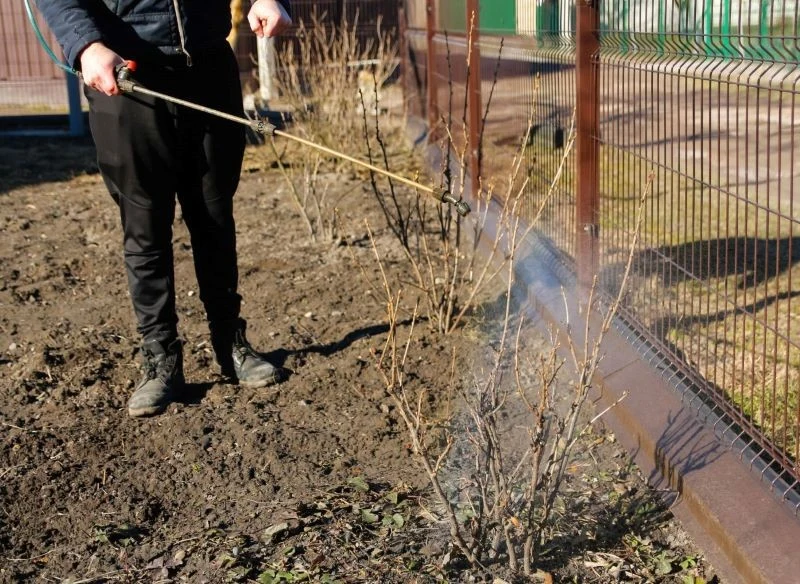 Ustalając dogodny termin oprysku, warto wziąć pod uwagę fazę rozwoju rośliny
