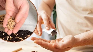 Sprawdź, ile nasion warzyw i ziół trzeba wysiać, by starczyło na całą rodzinę.