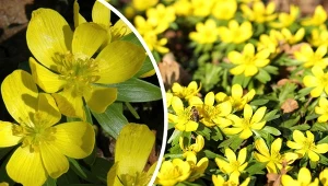 Ranniki zimowe to jedne z najwcześniej zakwitających roślin.