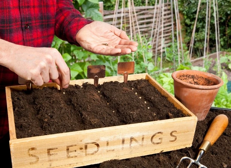 Niektóre warzywa wymagają przygotowania rozsady