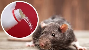 Niektóre zapachy są dla szczurów szczególnie nieprzyjemne.