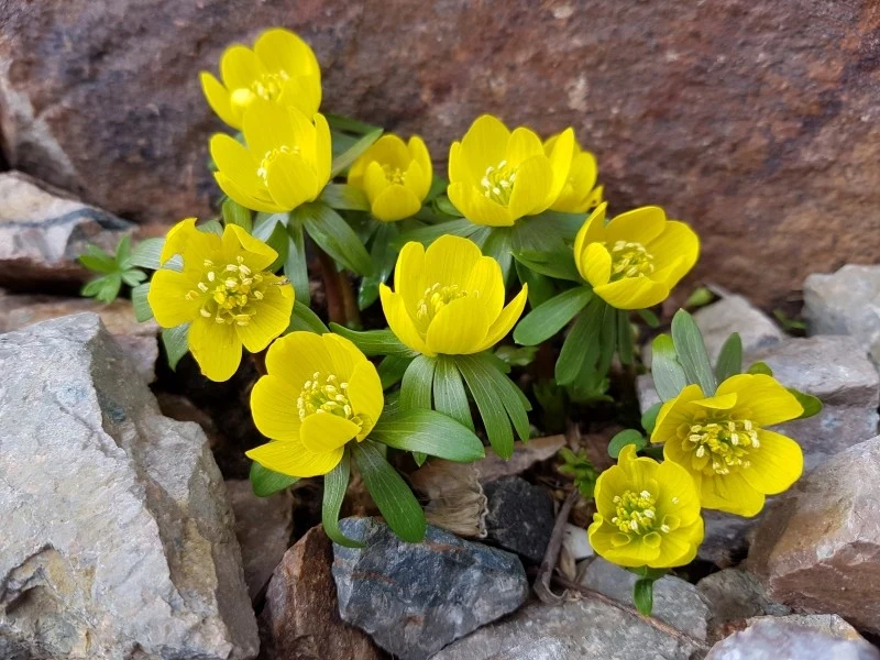 Ranniki zimowe mają żółte kwiaty, które przypominają tańczące baletnice