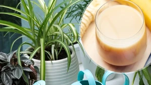 Podpowiadamy, jak zrobić odżywkę bananową do roślin doniczkowych.