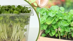Rukiew wodna – najzdrowsze warzywo świata wymaga dostępu do wody i to... właściwie tyle. Wyrośnie nawet w plastikowym pudełku. Fot. CanvaPro