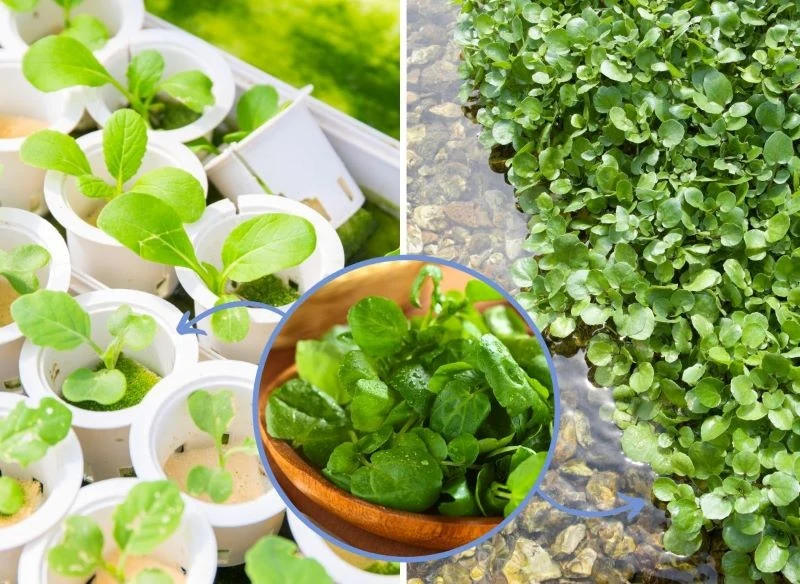 Rukiew wodna z własnej uprawy będzie świeża, aromatyczna i dostępna od ręki