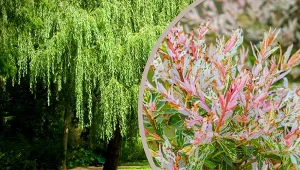 Szybkie tempo wzrostu to niejedyny atut wierzb ozdobnych.