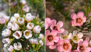 Woskówka to oryginalna roślina, która może się pochwalić długim i obfitym kwitnieniem oraz przyjemnym zapachem.