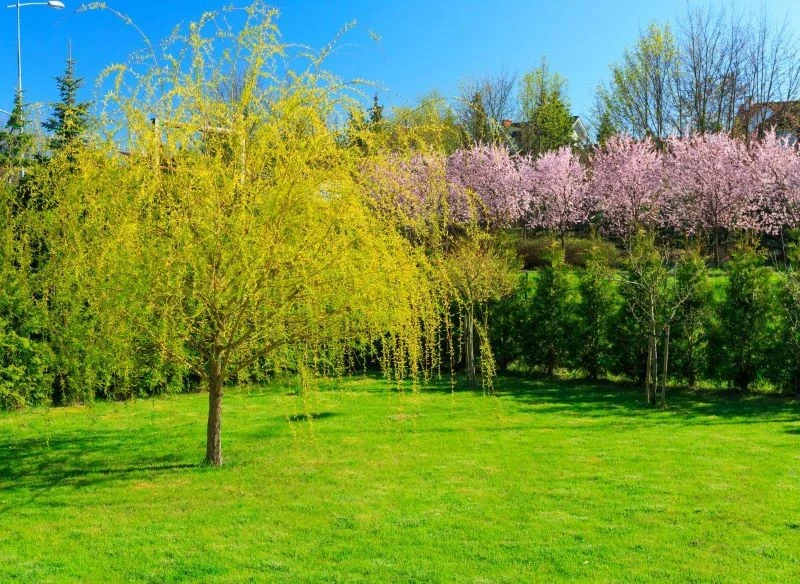 Wierzby można posadzić w ogrodzie wiosną lub jesienią