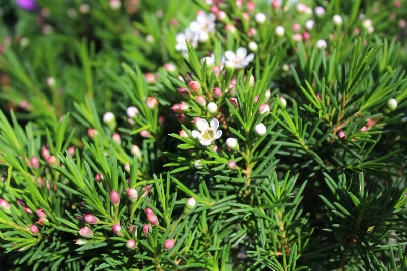 Woskówka tworzy niewielkie, woskowe kwiaty o kolorze biały, różowym lub fioletowym