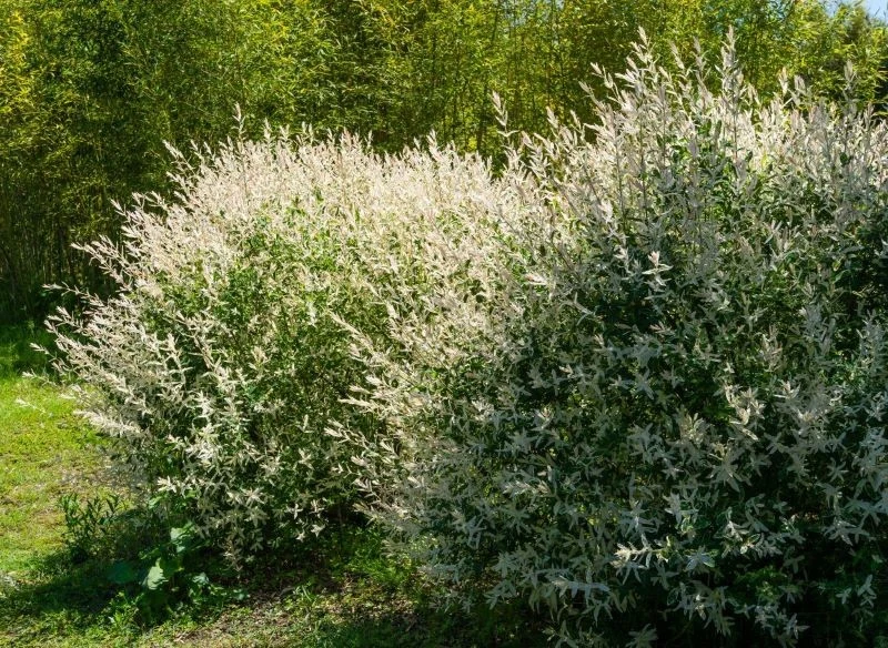 Wierzba japońska Hakuro Nishiki dodaje uroku zakątkom ogrodu