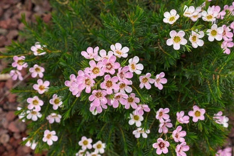W przypadku woskówki należy zadbać o zapewnienie jasnego stanowiska