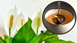 Sprawdź, jak w prosty sposób pobudzić skrzydłokwiat do kwitnienia.