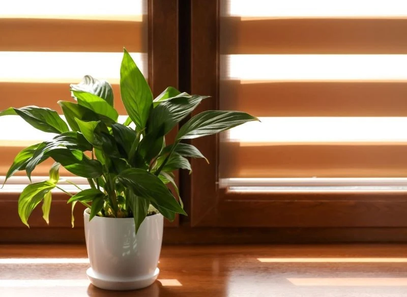 Dlaczego skrzydłokwiat nie kwitnie