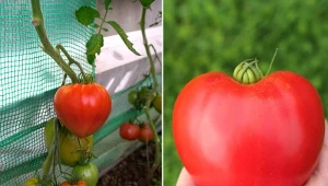 Pomidory Oxheart to jedna z najsmaczniejszych odmian do uprawy amatorskiej.