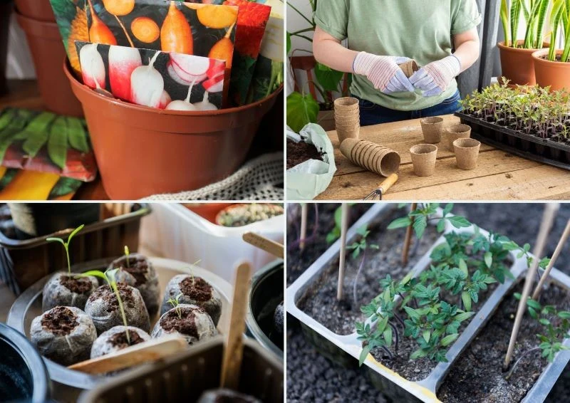 Są różne metody produkcji rozsad warzywnych - w kubkach, korytkach, wielodoniczkach