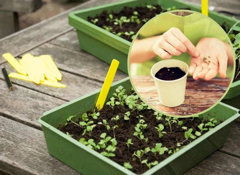 Etykietowanie rozsad jest bardzo ważne w późniejszym rozpoznaniu młodych roślin i właściwej ich pielęgnacji