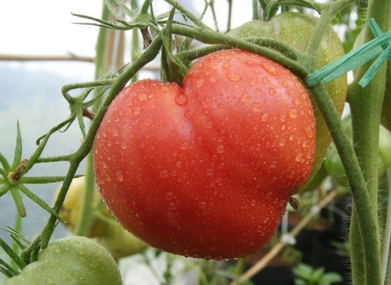 Pomidory Oxheart są imponujących rozmiarów