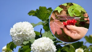 Kalina koralowa to królowa ogrodów. Jednak elegancka, bujnie rozkrzewiająca się roślina będzie nie tylko piękną dekoracją – dowiedz się o niej więcej.