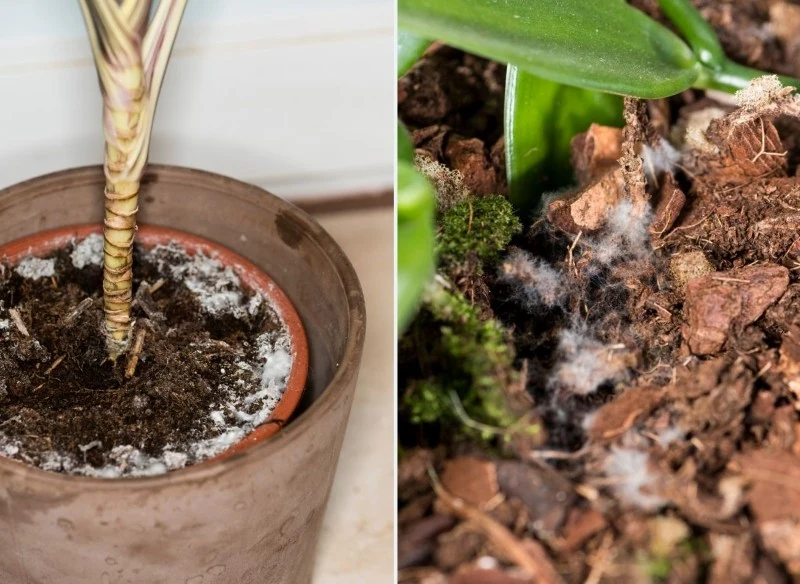 Pleśń w doniczce wskazuje na rozwój infekcji grzybiczej