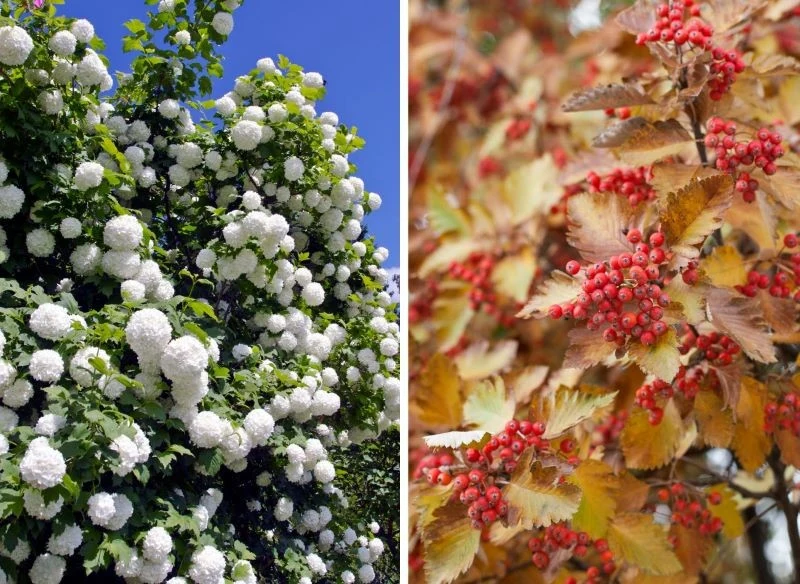 Skąpana w bieli kulistych kwiatostanów wiosną kalina koralowa na jesień ubierze się w czerwone korale, które uwielbiają jemiołuszki