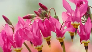 Bożykwiat przypomina popularne cyklameny.