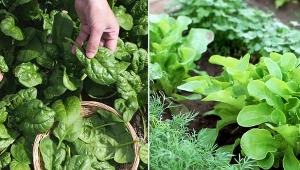 Nie musisz mieć dużego doświadczenia ogrodniczego. Poznaj listę warzyw, które są łatwe w uprawie.