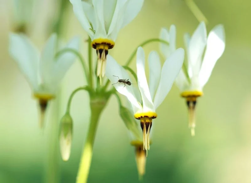 Kwiaty bożykwiatów mogą występować w różnych kolorach