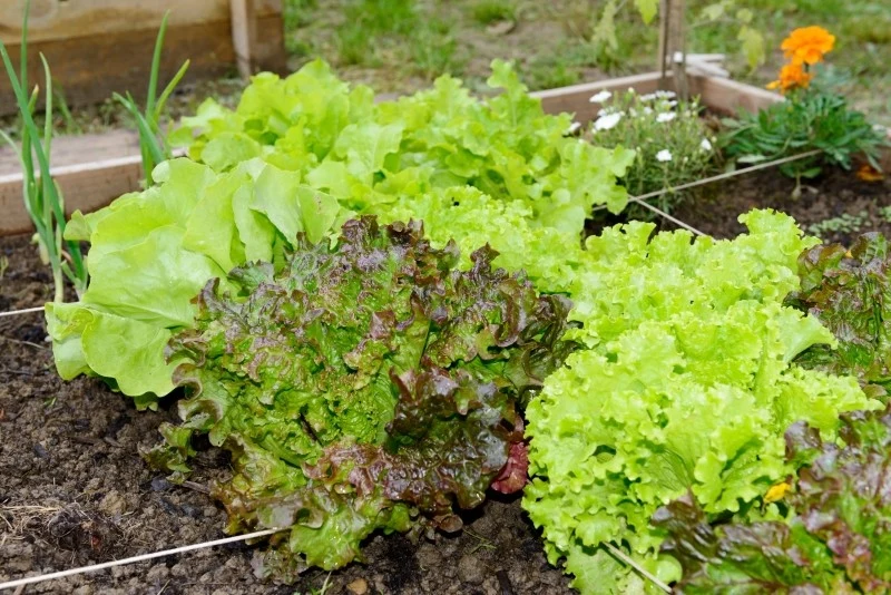 Sałata jest wartościowym i łatwym w uprawie warzywem